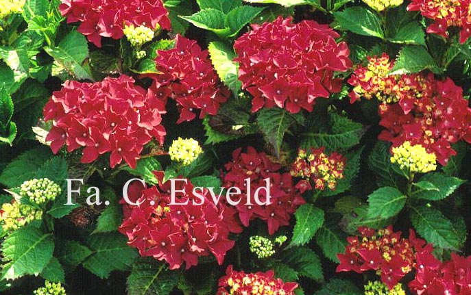 Hydrangea macrophylla 'Koenigstein'