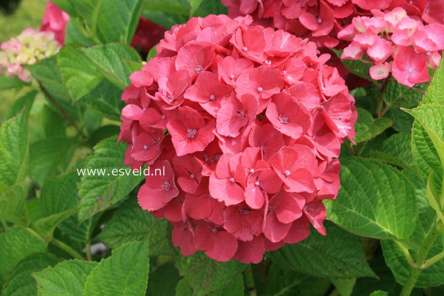 Hydrangea macrophylla 'Kolmasa' (MAGICAL SAPPHIRE)