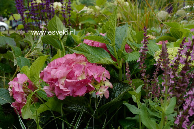 Hydrangea macrophylla 'Kolmgarip' (MAGICAL GARNET)