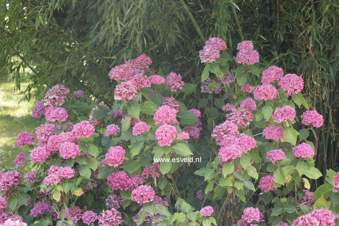 Hydrangea macrophylla 'Leopold III'