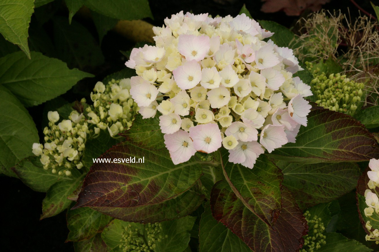Hydrangea macrophylla 'Louis Sauvage'