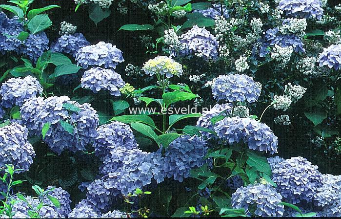 Hydrangea macrophylla 'Madame A. Riverain'