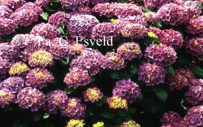 Hydrangea macrophylla 'Mascotte'