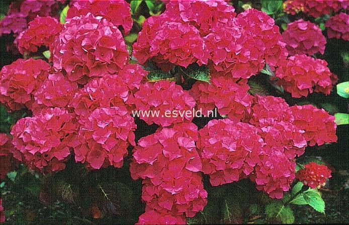 Hydrangea macrophylla 'Merrit's Supreme'