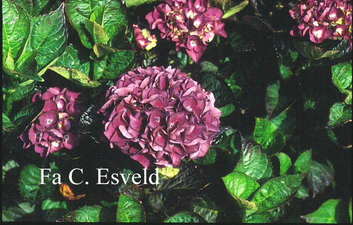 Hydrangea macrophylla 'Merveille Sanguine'