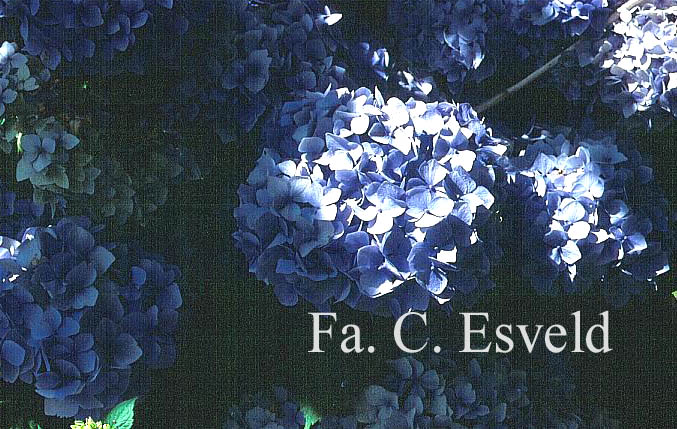 Hydrangea macrophylla 'Mme. Faustin Travouillon'
