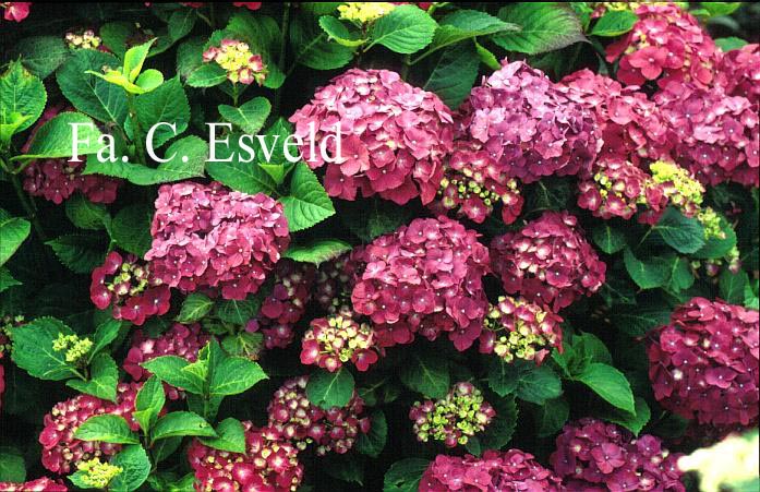 Hydrangea macrophylla 'Mme. G.J. Bier'