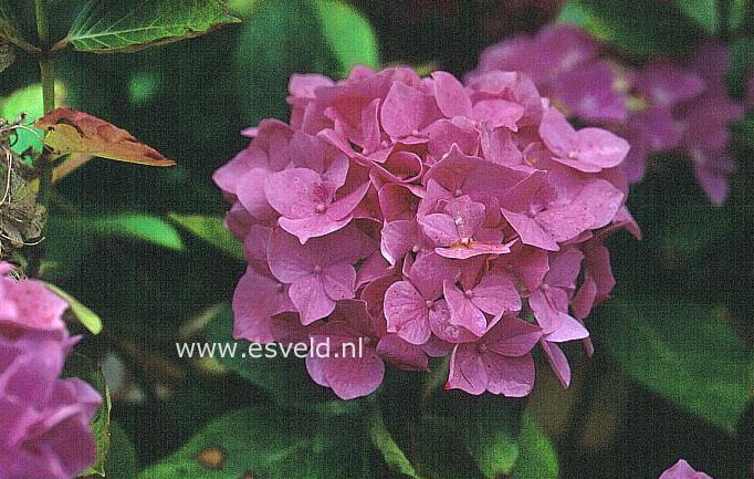 Hydrangea macrophylla 'Mme. J. de Smedt'