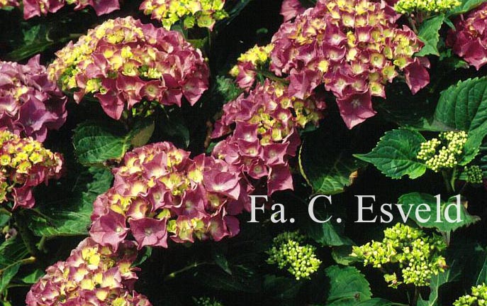 Hydrangea macrophylla 'Mme. Rene Bossard'