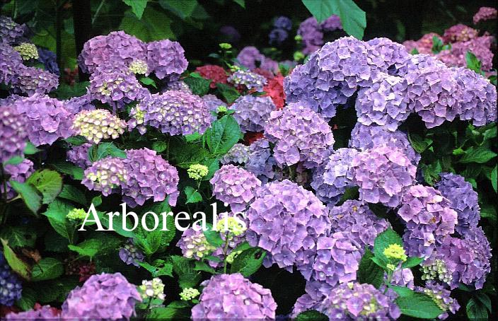 Hydrangea macrophylla 'Montfort Perle'