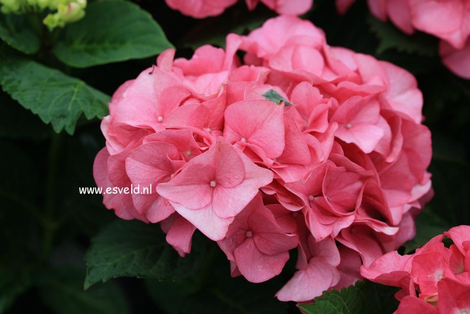 Hydrangea macrophylla 'Moritzburg' (SAXON)