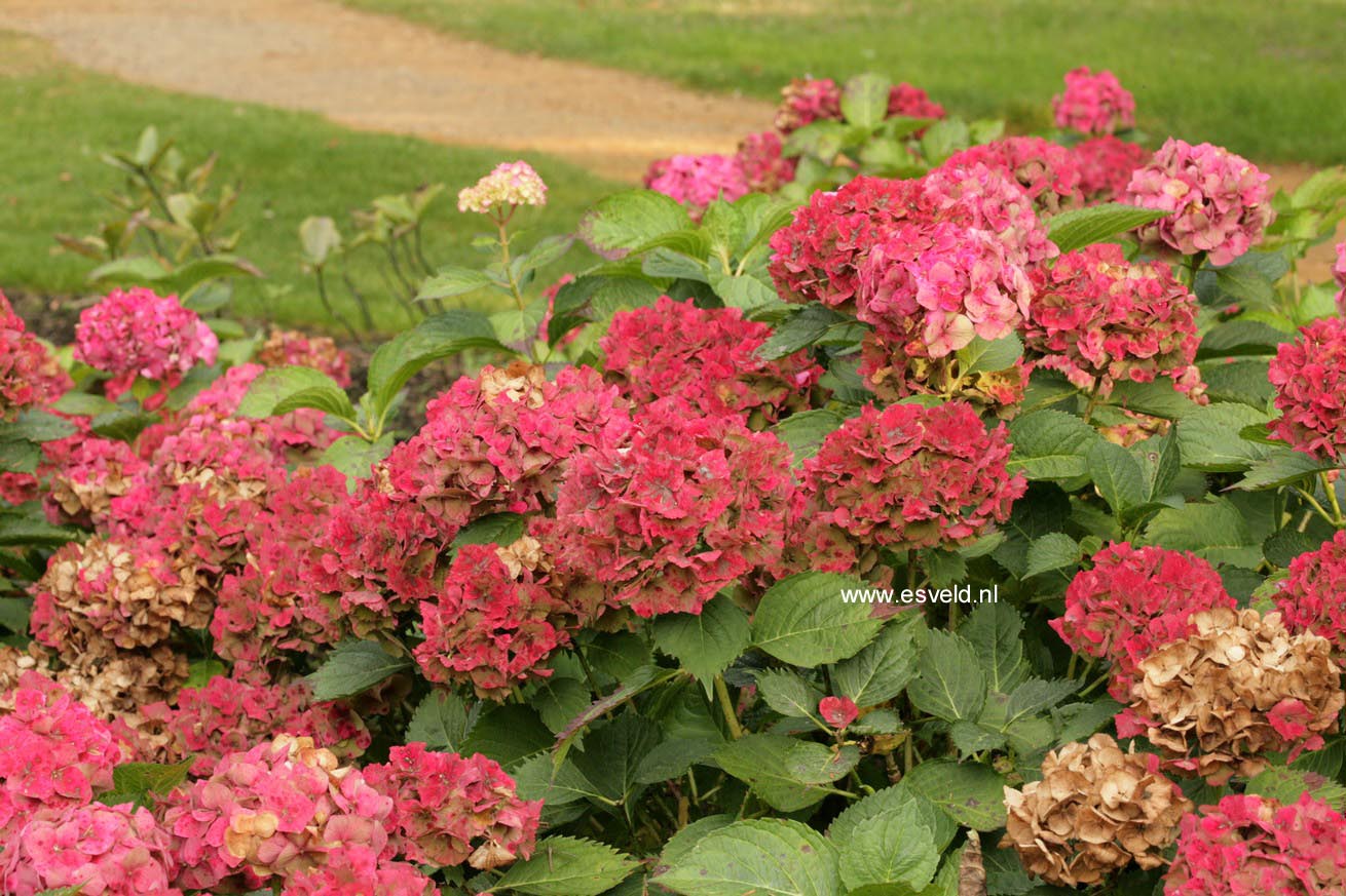 Hydrangea macrophylla 'Mousseline'