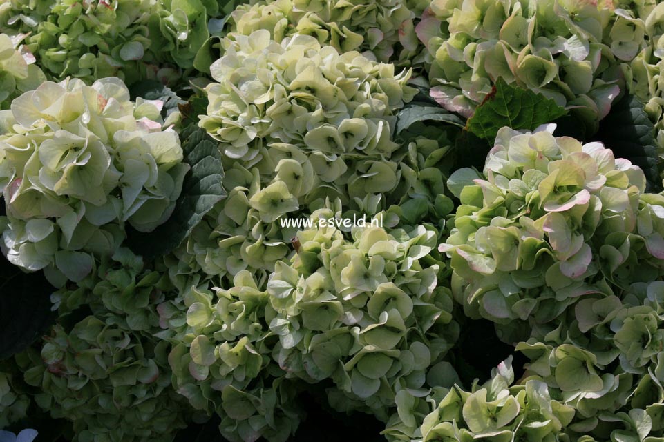 Hydrangea macrophylla 'Napo' (MAGICAL PEARL)