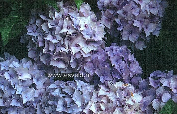 Hydrangea macrophylla 'Niedersachsen'
