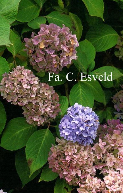 Hydrangea macrophylla 'Nikko Blue'