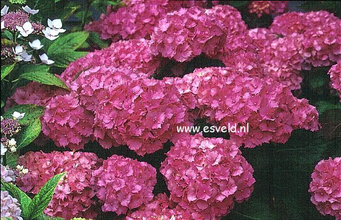 Hydrangea macrophylla 'Paris'