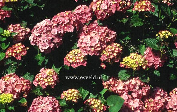 Hydrangea macrophylla 'Parzifal'