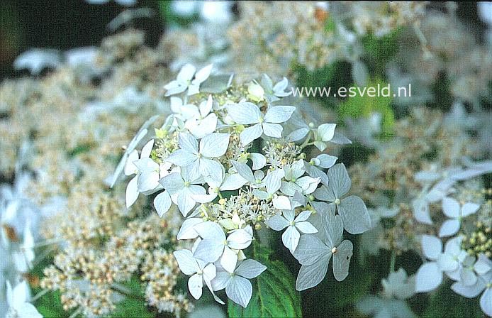 Hydrangea macrophylla 'Pengwyn'