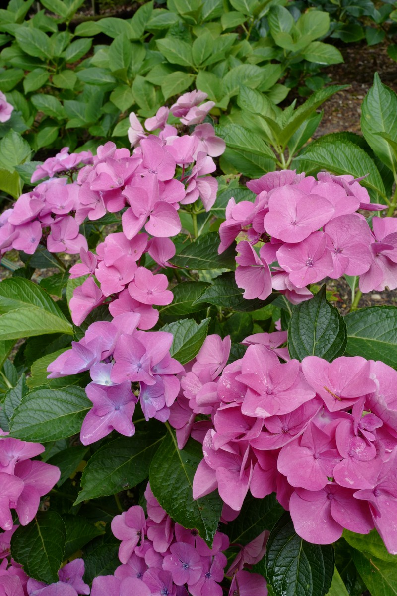Hydrangea macrophylla 'Pfau'