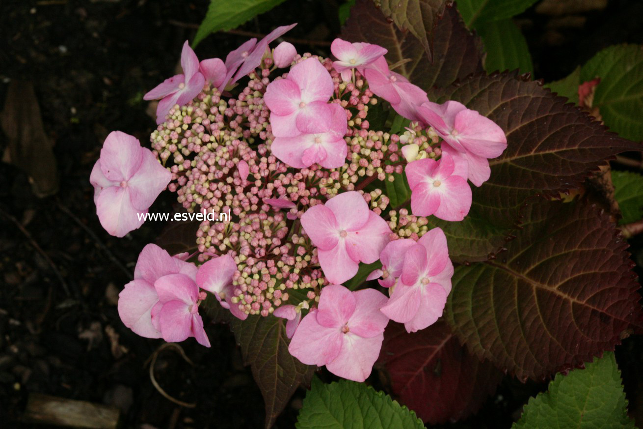 Hydrangea macrophylla 'Phiim' (TWIST-N-SHOUT)