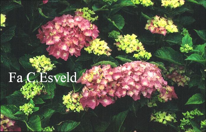 Hydrangea macrophylla 'Pink & Pretty'