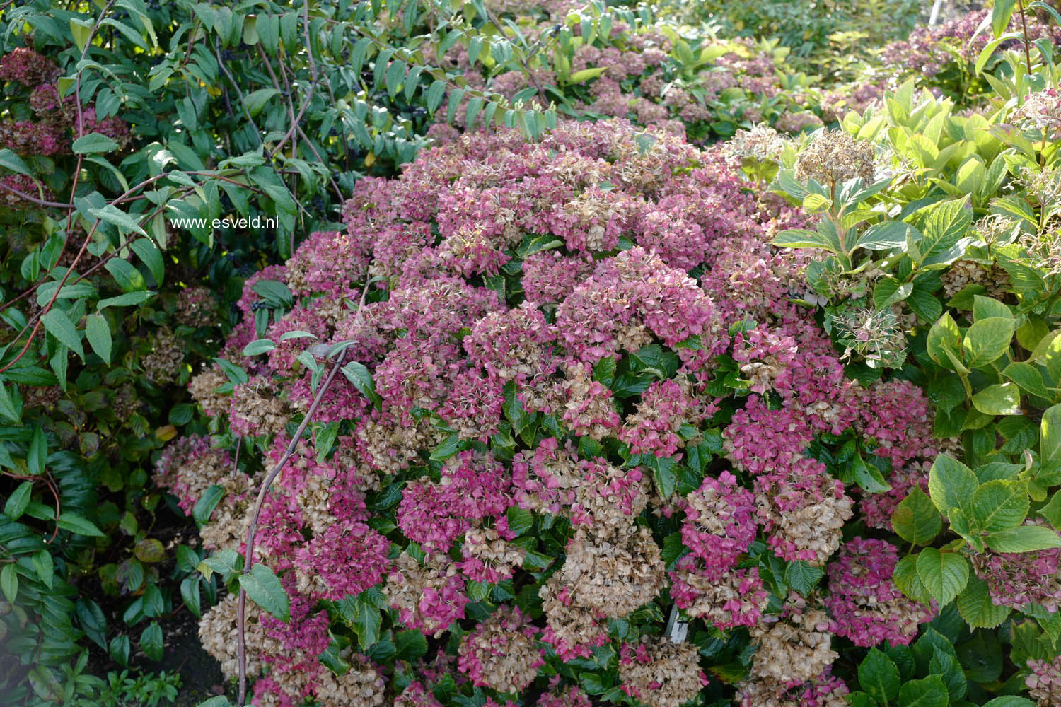Hydrangea macrophylla 'Pink Dream'