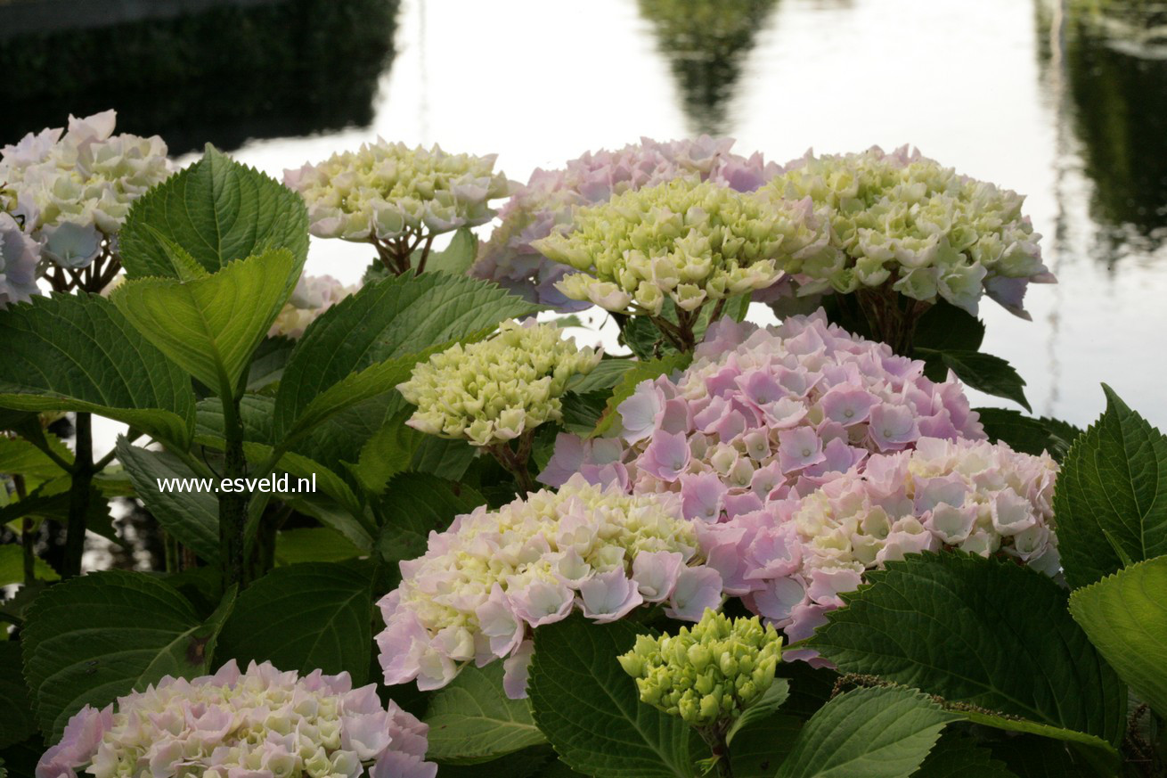 Hydrangea macrophylla 'Pink Wonder' (EVERBLOOM)