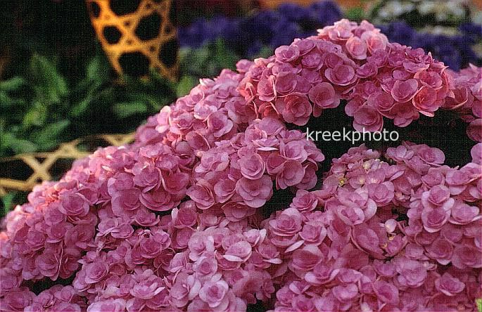 Hydrangea macrophylla 'Posy-bouquet Elegance'