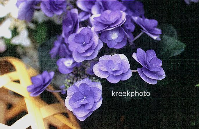 Hydrangea macrophylla 'Posy-bouquet Kaysey'