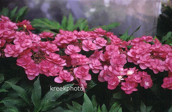 Hydrangea macrophylla 'Posy-bouquet Suzy'