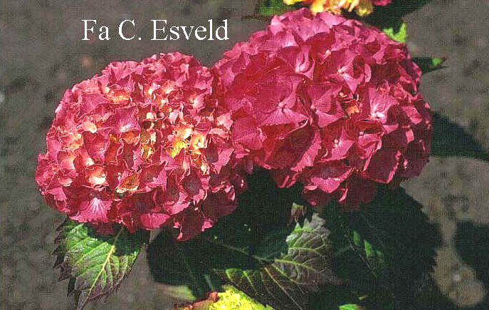 Hydrangea macrophylla 'Prinses Beatrix'