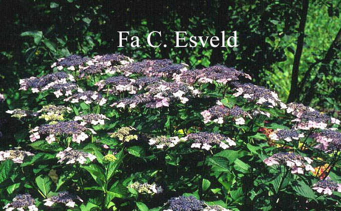 Hydrangea macrophylla 'R.F. Felton'