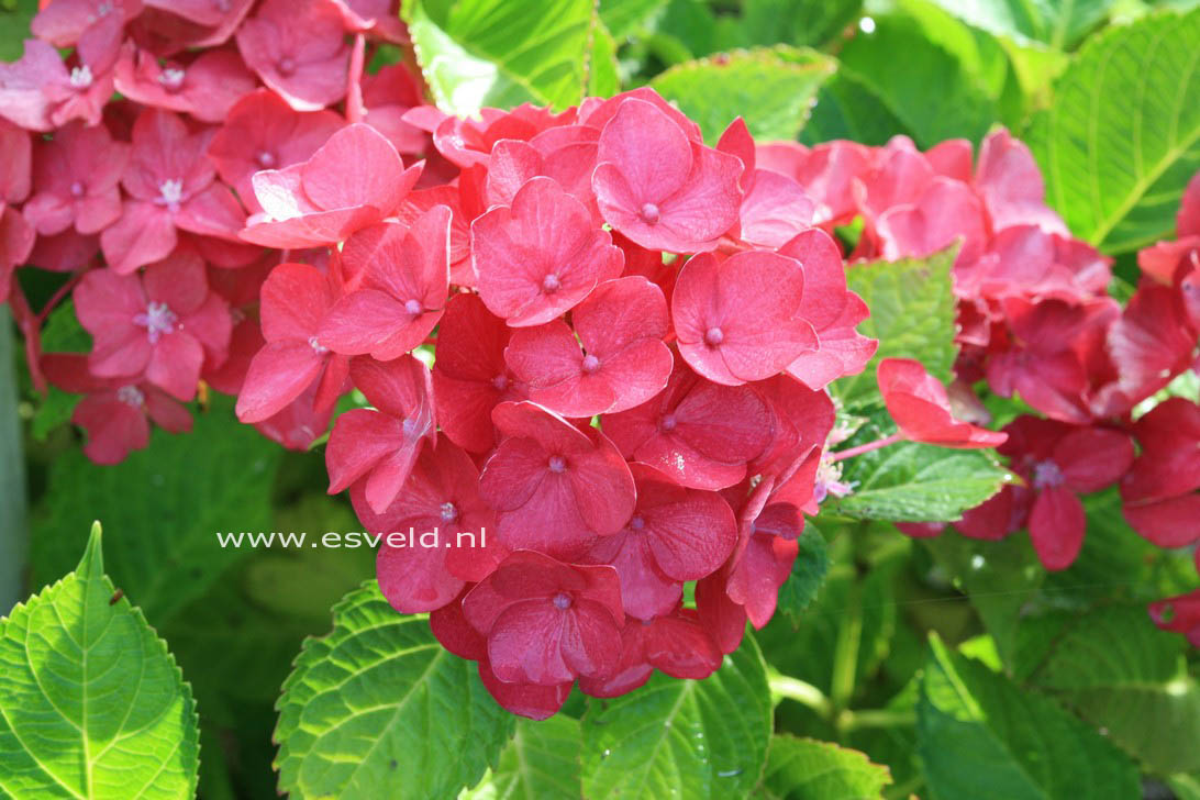 Hydrangea macrophylla 'Red Beauty'