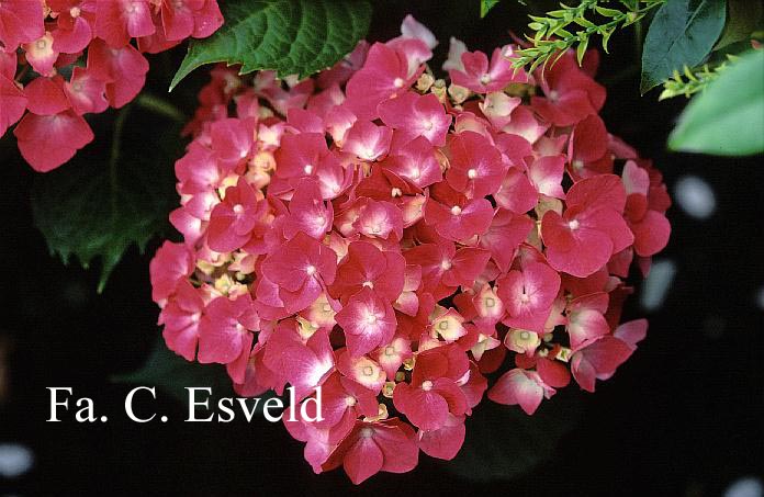 Hydrangea macrophylla 'Rheinland'