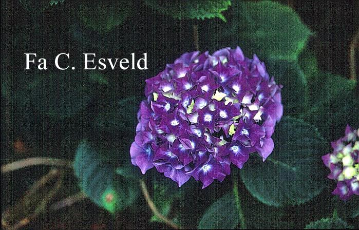 Hydrangea macrophylla 'Sainte Claire'