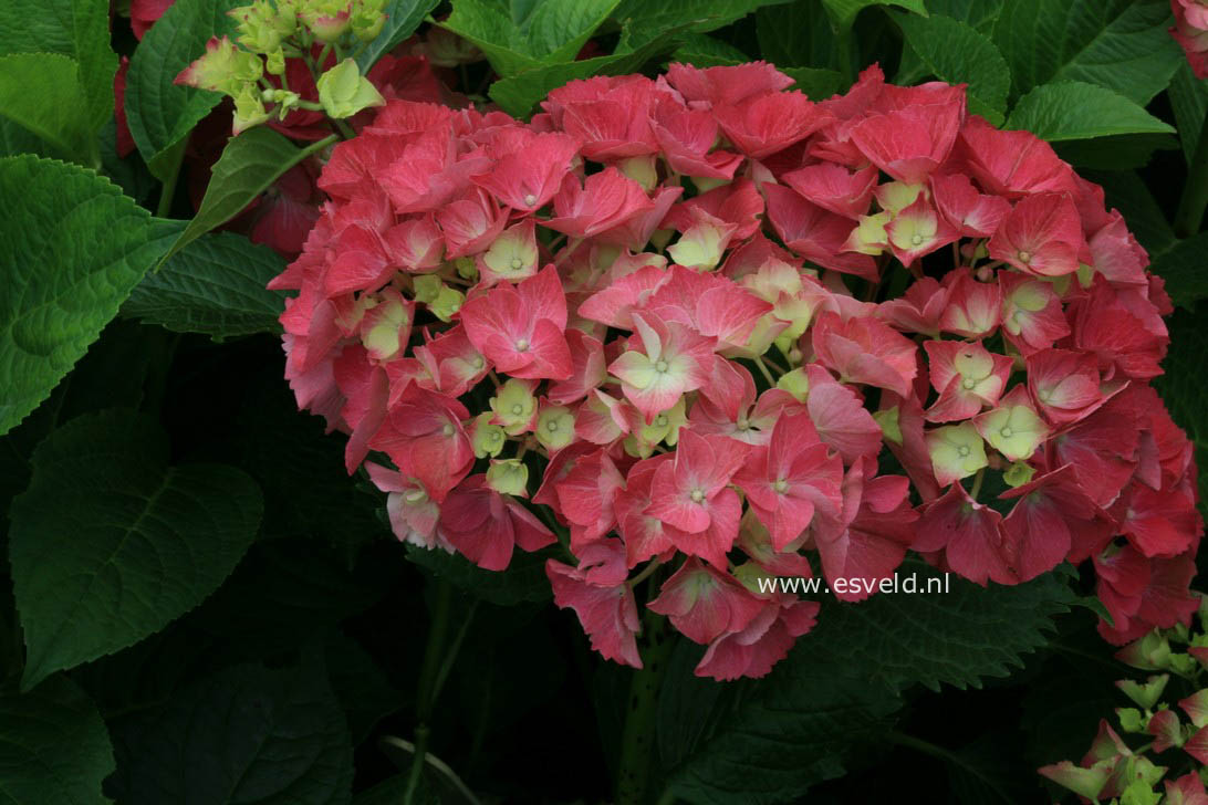 Hydrangea macrophylla 'Satinette'