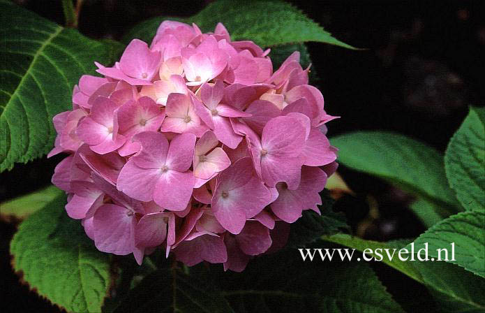 Hydrangea macrophylla 'Shin-ozaki'