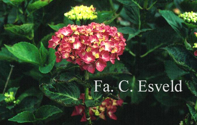 Hydrangea macrophylla 'Splendeur'