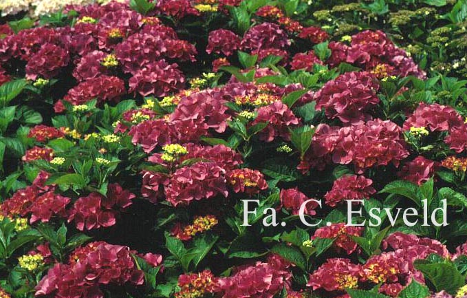 Hydrangea macrophylla 'Steina 104'