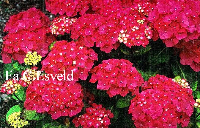 Hydrangea macrophylla 'Stratford'