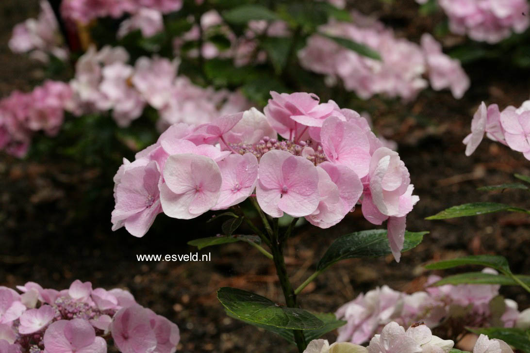 Hydrangea macrophylla 'Sturdy Nanping'