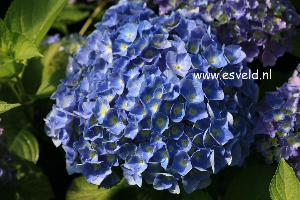 Hydrangea macrophylla 'Superbowl'