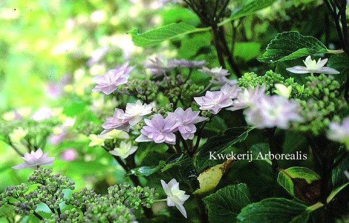 Hydrangea macrophylla 'Tambour Major'