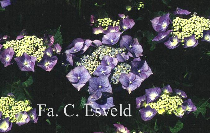 Hydrangea macrophylla 'Taube'