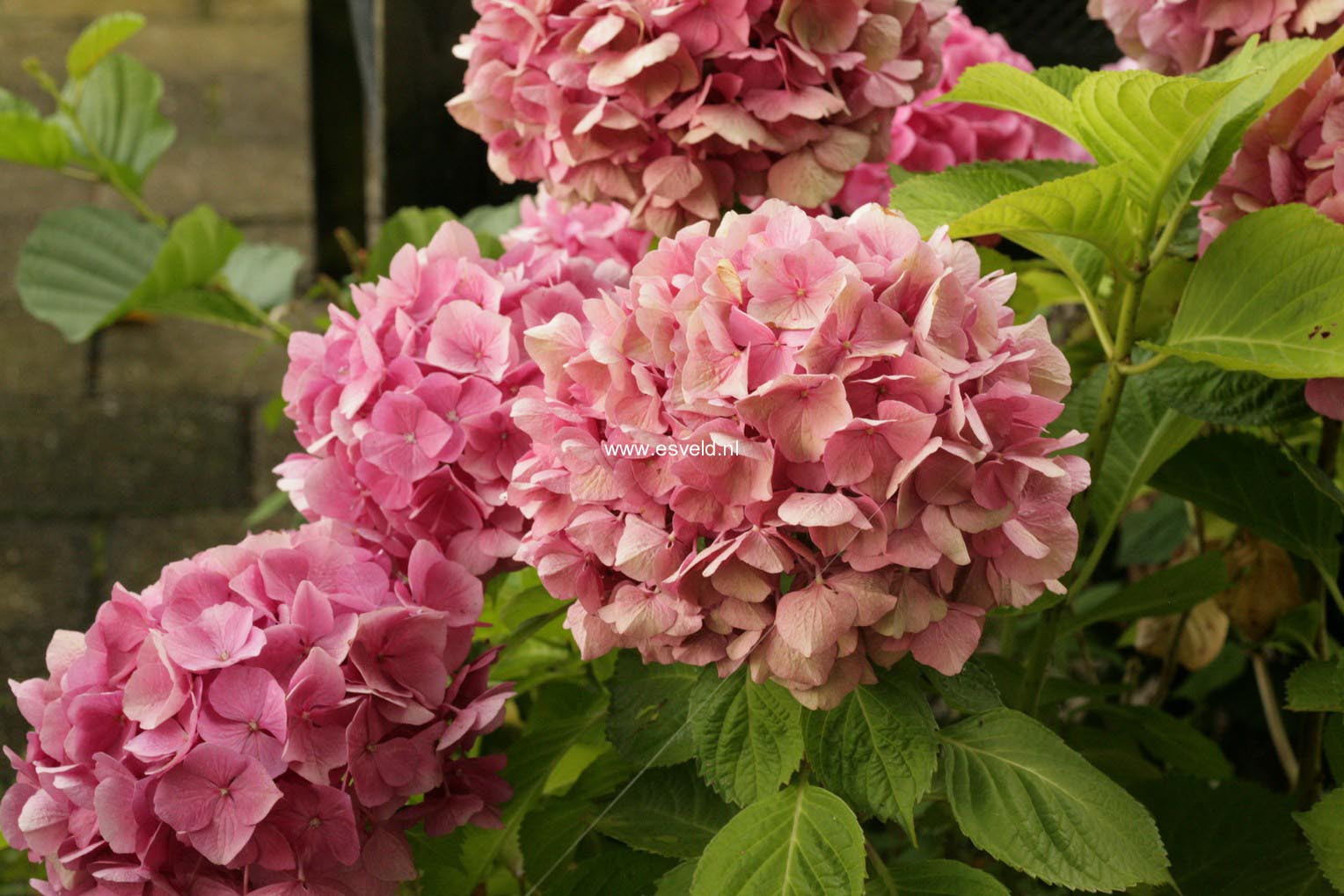 Hydrangea macrophylla 'Tegerfelden'