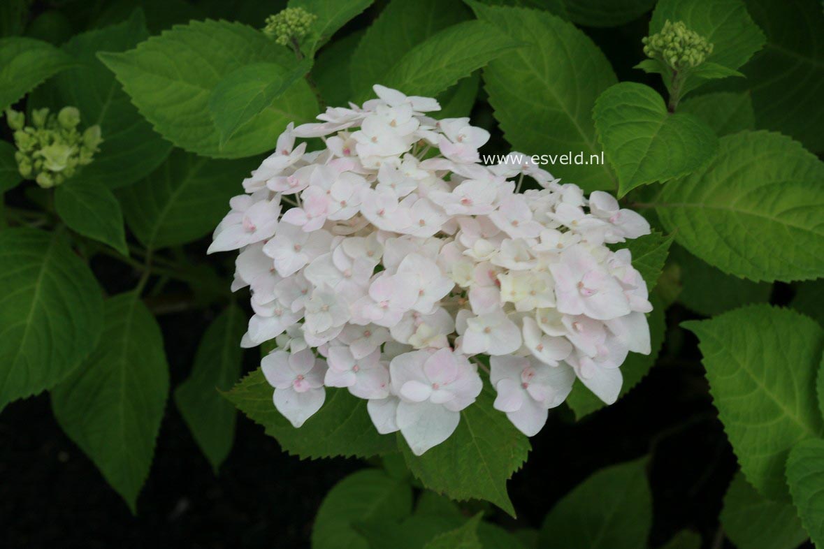 Hydrangea macrophylla 'The Bride' (ENDLESS SUMMER)