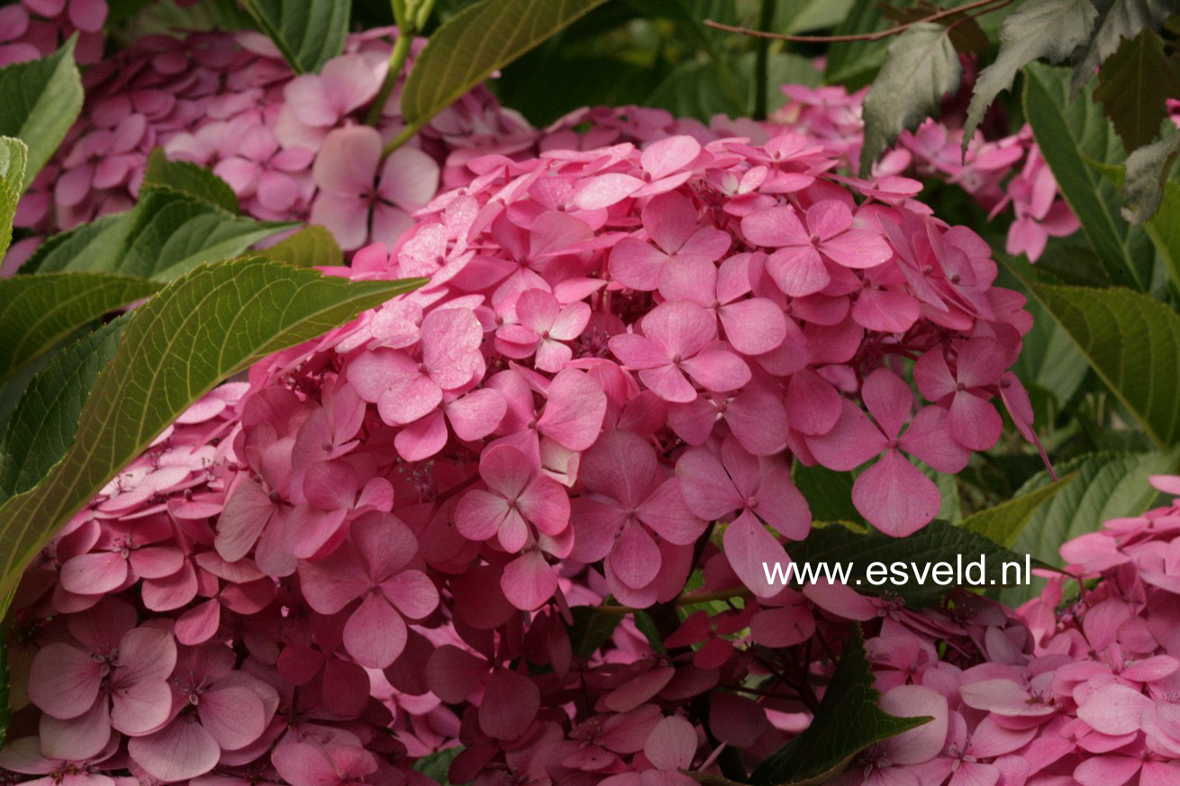 Hydrangea macrophylla 'Thelenn'