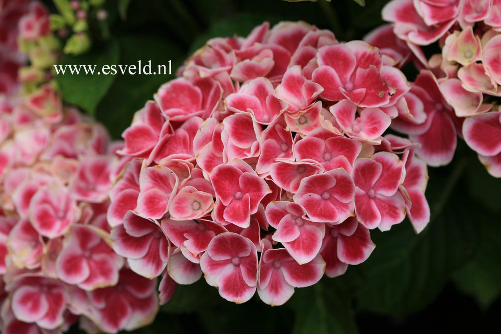 Hydrangea macrophylla 'Tivoli'