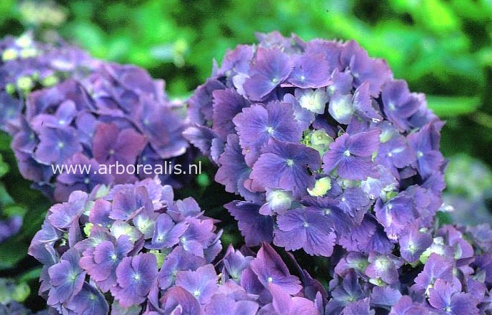Hydrangea macrophylla 'Universal'