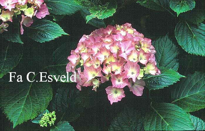 Hydrangea macrophylla 'Vespa'